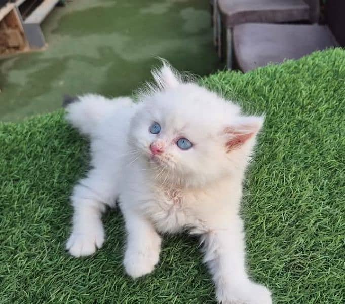 PERSIAN KITTEN FOR SALE ONLY CONTACT WHATUP 03201711036 9