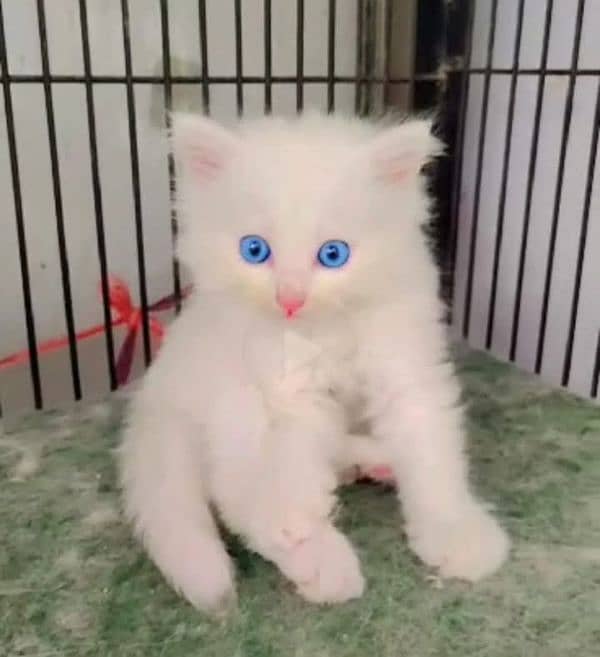 PERSIAN KITTEN FOR SALE ONLY CONTACT WHATUP 03201711036 10