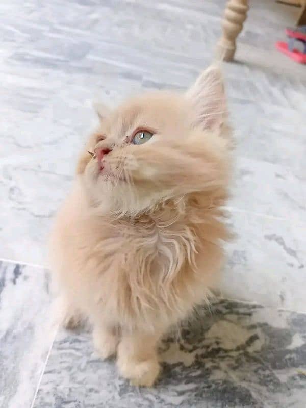 PERSIAN KITTEN FOR SALE ONLY CONTACT WHATUP 03201711036 16