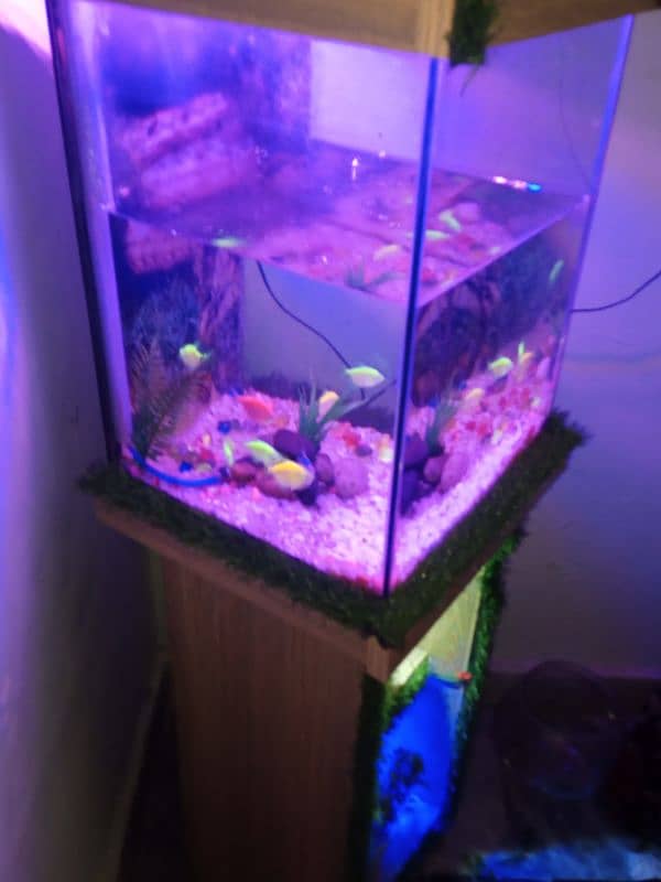 Fish eqwarium for sale 2