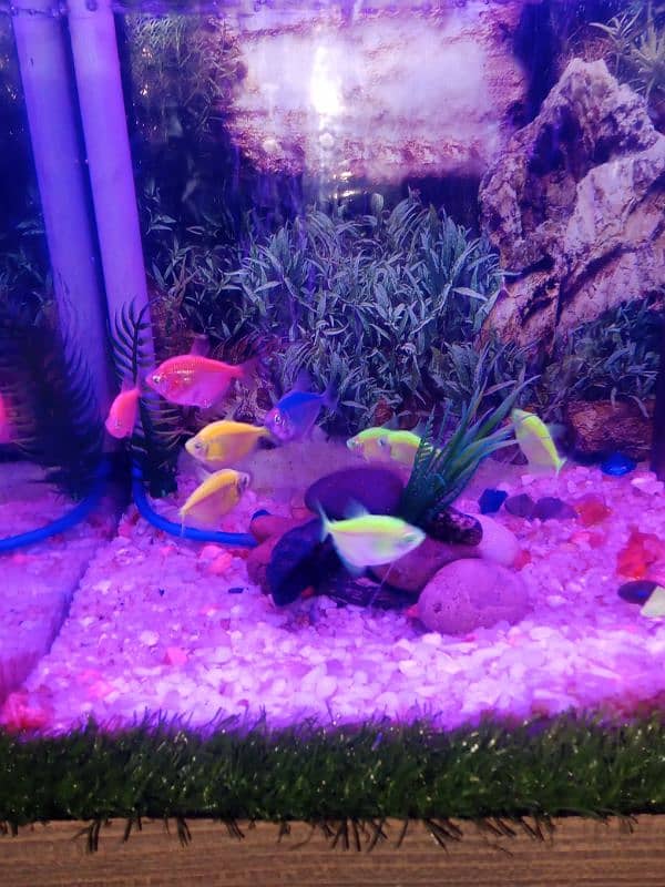 Fish eqwarium for sale 6