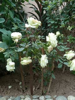 Rose flower white colour