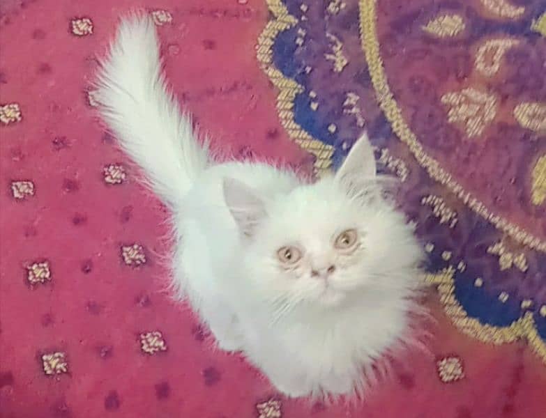 Persian Cat with food box For Sales 0