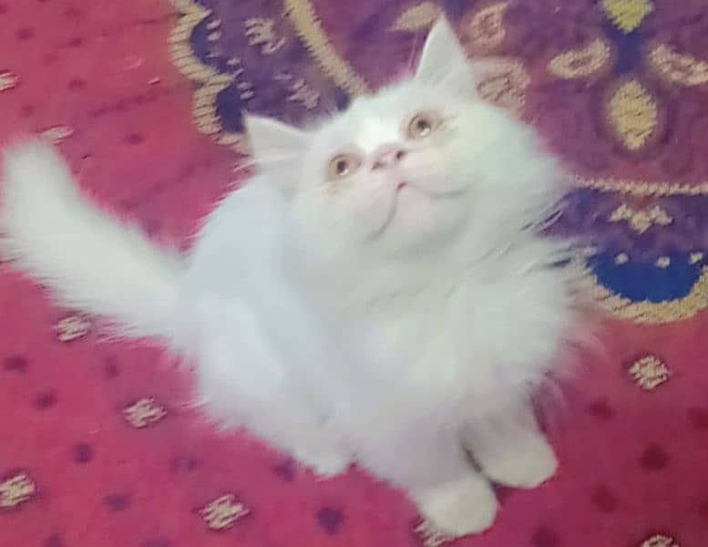 Persian Cat with food box For Sales 1