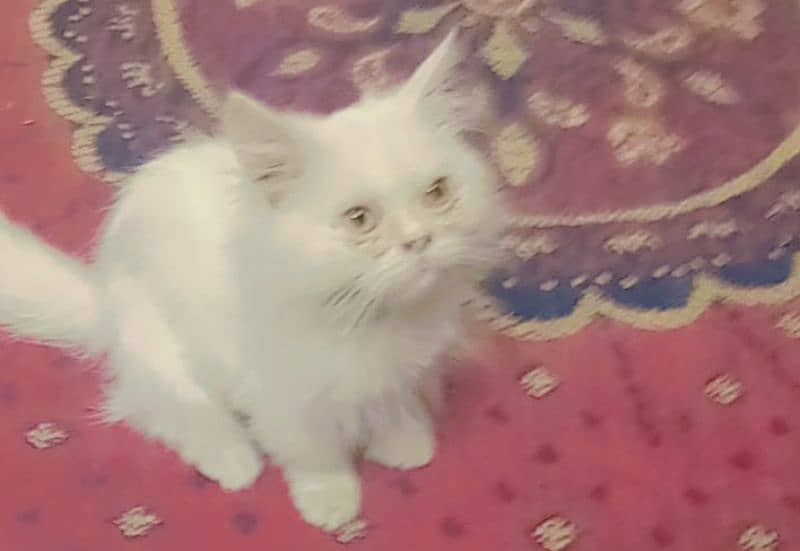 Persian Cat with food box For Sales 2