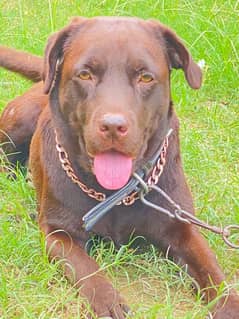 Chocolate breeder Labrador British female for sale