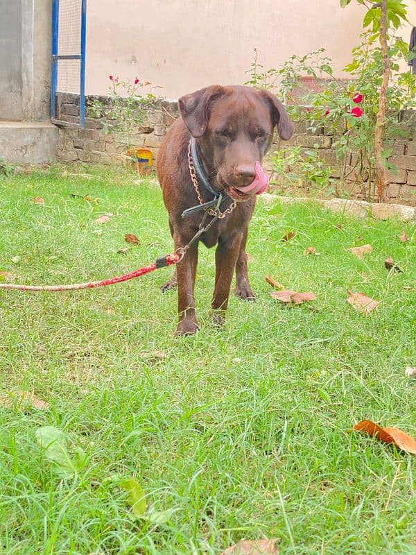 Chocolate breeder Labrador British female for sale 1