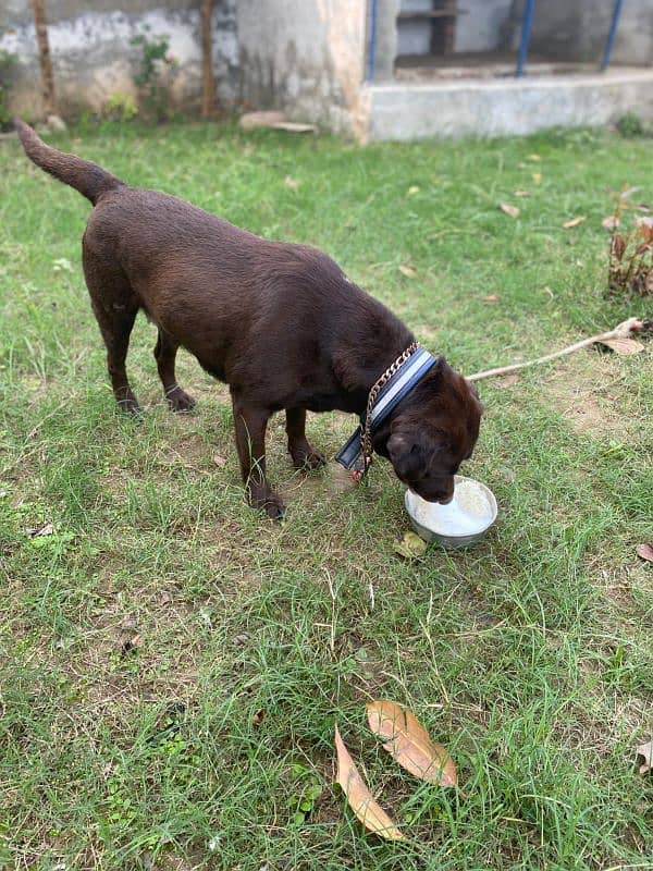 Chocolate breeder Labrador British female for sale 2