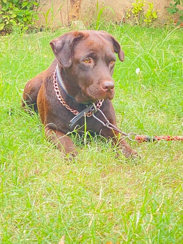 Chocolate breeder Labrador British female for sale 3