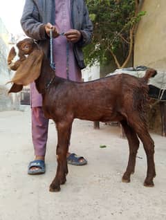 bakri