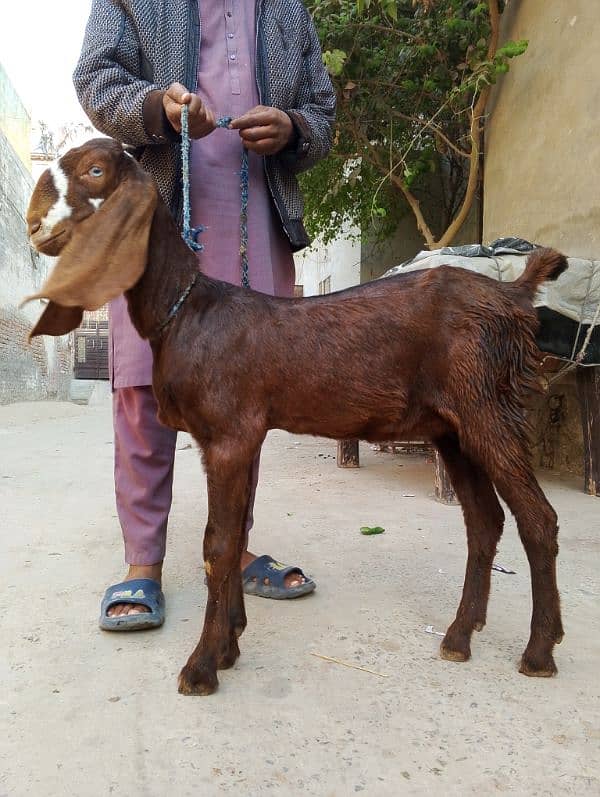 bakri pure Desi nagri 0