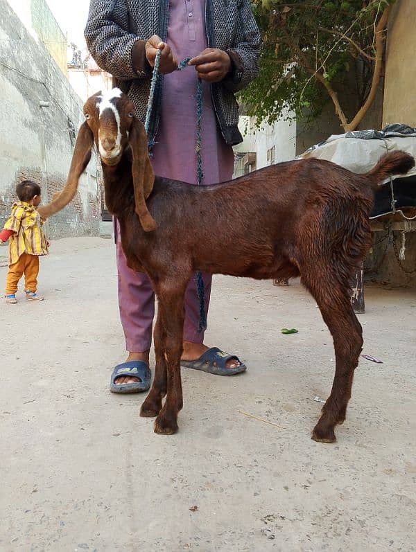 bakri pure Desi nagri 1