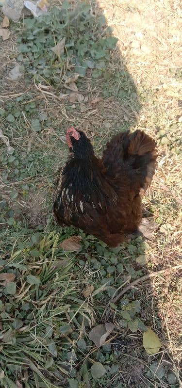 bantam fancy for sale 1