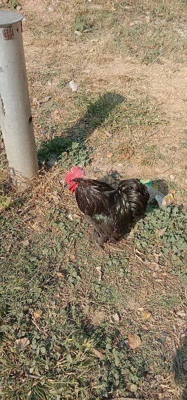 bantam fancy for sale 2