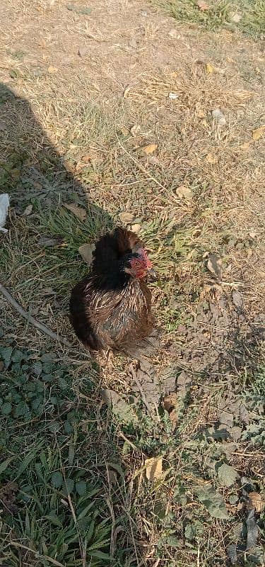 bantam fancy for sale 3