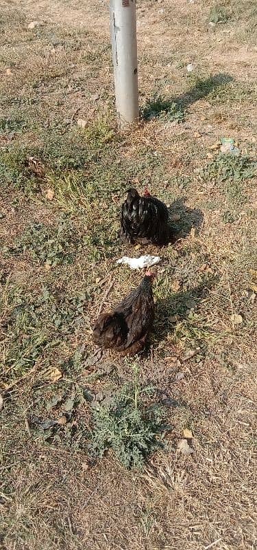 bantam fancy for sale 4