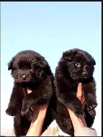 Black German Shepherd Long Coat Pair For Sale 0