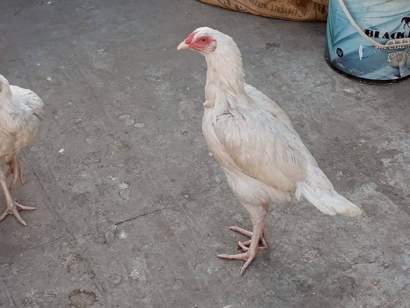 Heera aseel pair for sale 0