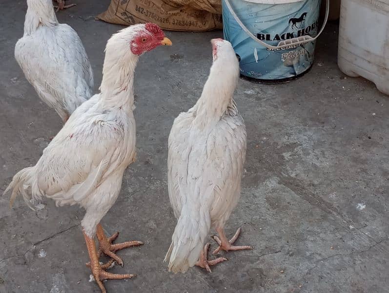 Heera aseel pair for sale 2