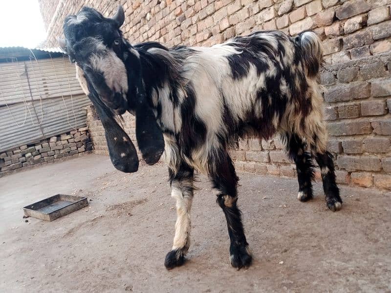 DDp Goat (Daira Deen Panah path) 3