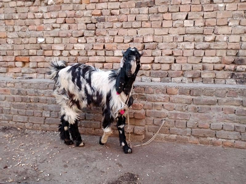 DDp Goat (Daira Deen Panah path) 4