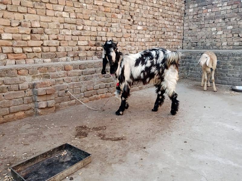 DDp Goat (Daira Deen Panah path) 5