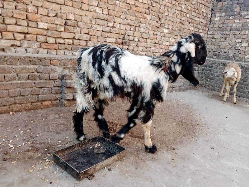 DDp Goat (Daira Deen Panah path) 6