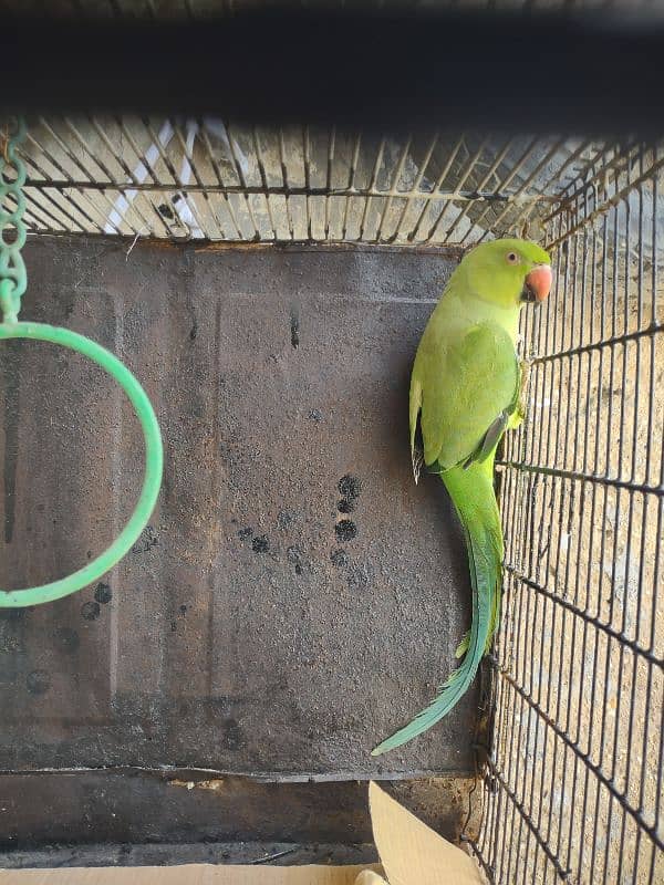 green parrot 2