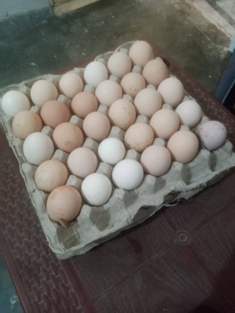 desi egg for sale 0