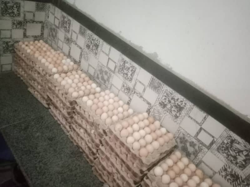 desi egg for sale 1