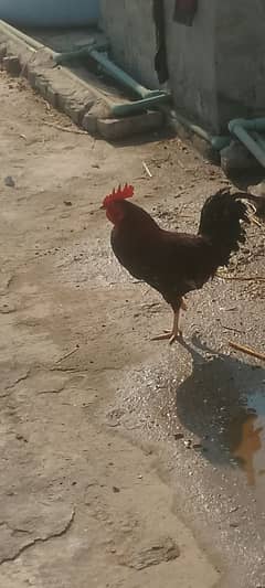 Rooster