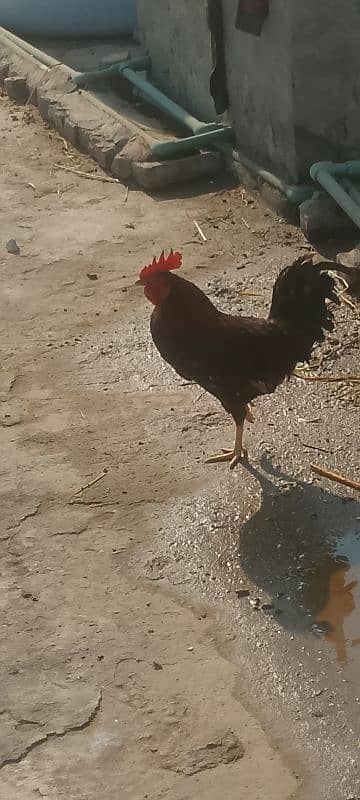 Rooster for sale 0