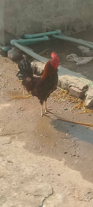 Rooster for sale 1