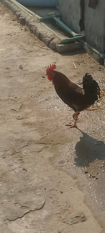 Rooster for sale 2