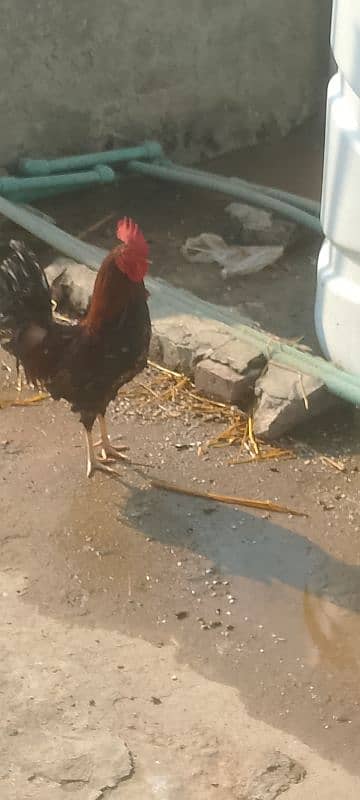 Rooster for sale 3