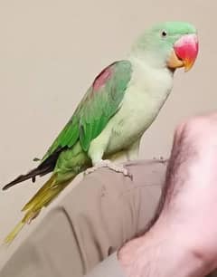 Raw parrot for sale full tame h