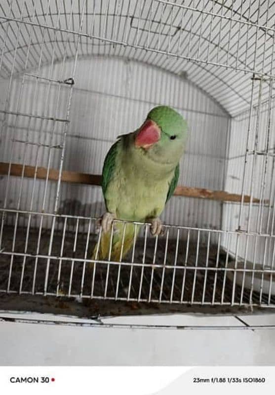 Raw parrot for sale full tame h 1