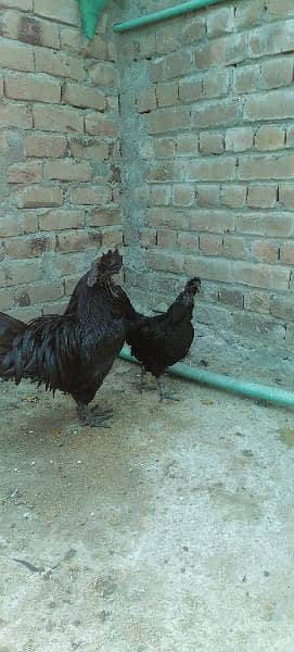 ayam cemani and english game eggs 1