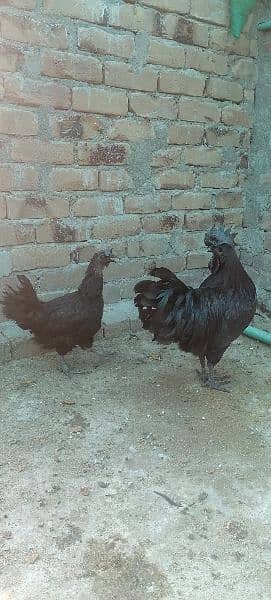 ayam cemani and english game eggs 4