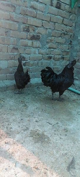 ayam cemani and english game eggs 5