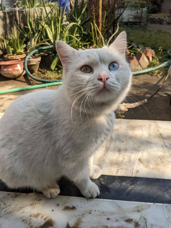 turkish angora cat 7000 1