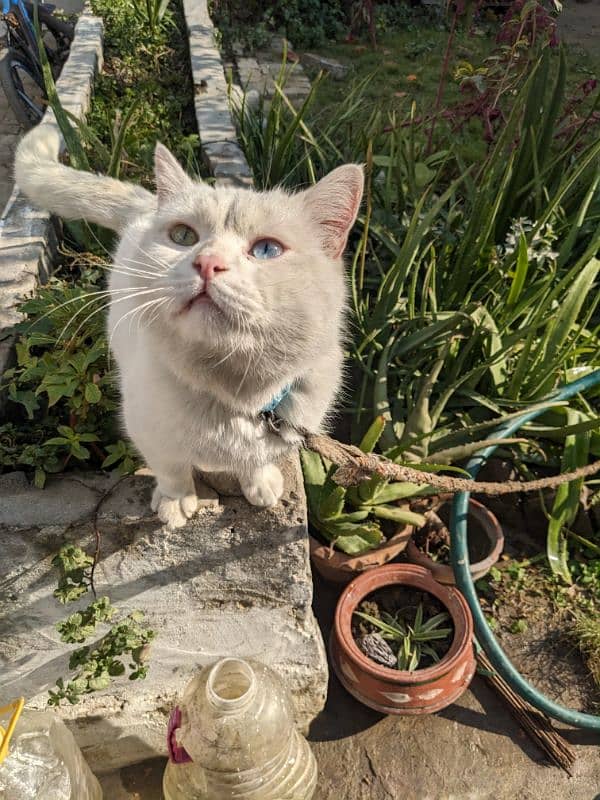 turkish angora cat 7000 0