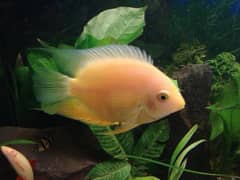 severum