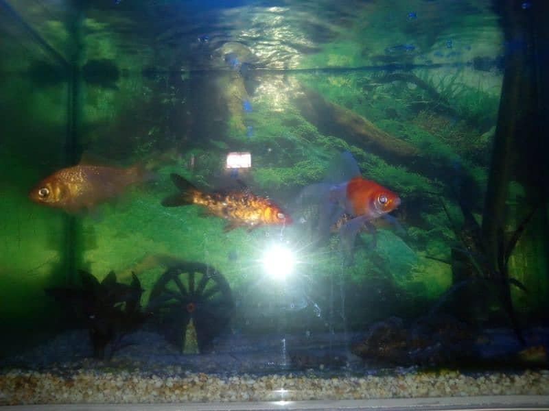 Aquarium setup for sale in Bahawalpur 1