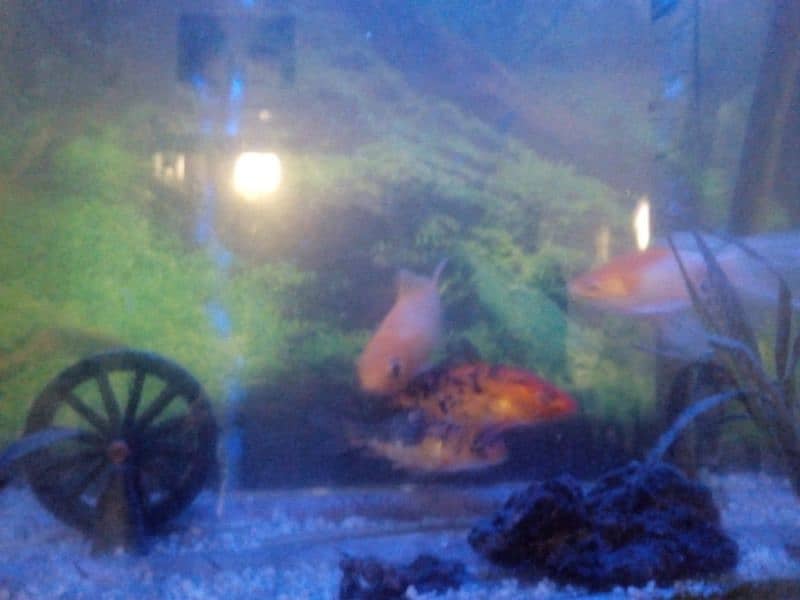 Aquarium setup for sale in Bahawalpur 2