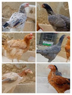 Aseel Hens egg laying