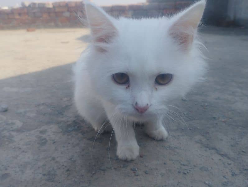 cat for sale 2