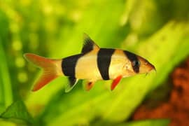 Clown Loach Pair