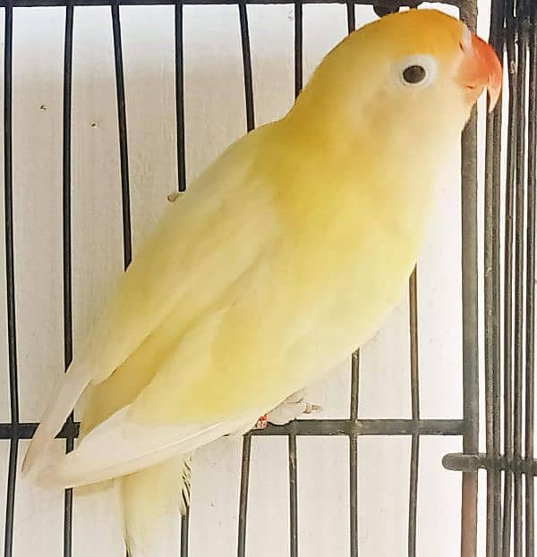 Cremino dacino Albino Red ayez with DNA all birds breeder 0