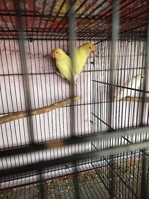 Cremino dacino Albino Red ayez with DNA all birds breeder 1